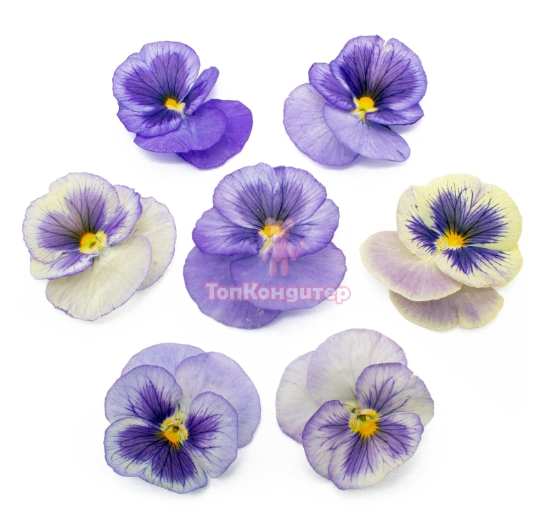 Виола обезвоженная "Сиреневый туман" объёмная 15 шт