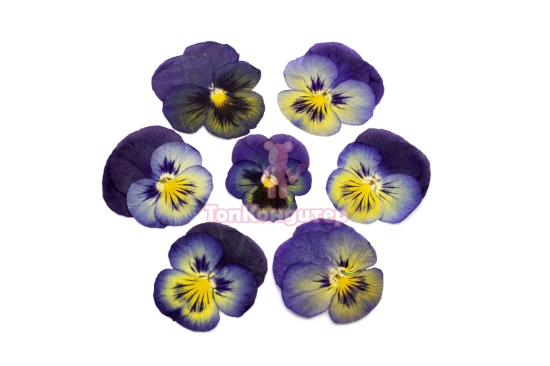 Виола обезвоженная "Золотой сапфир" плоская 20 шт