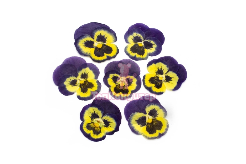 Виола обезвоженная "Северная бабочка" плоская 20 шт